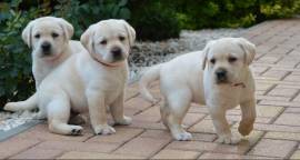 Vendo cuccioli di labrador retriever di razza pura