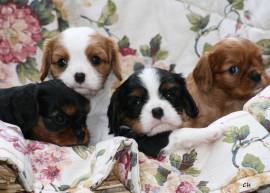 Cuccioli di Cavalier King Charles Spaniel.