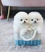Simpatici e adorabili cuccioli di Pomerania disponibili per la vendita