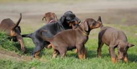 Disponibili per la vendita cuccioli di doberman pinscher