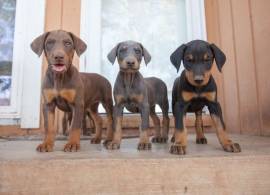 Disponibili per la vendita cuccioli di doberman pinscher