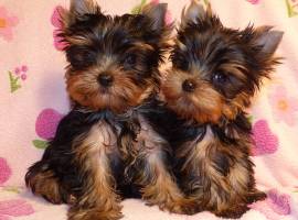 Piccoli cuccioli di Yorkie da tè di razza pura