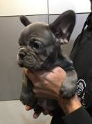 Cuccioli Bulldog Francese Blu.