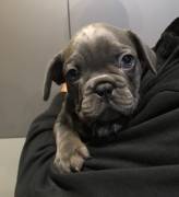 Cuccioli Bulldog Francese Blu.