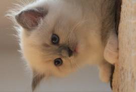 nuova cucciolata gattini RAGDOLL con pedigree