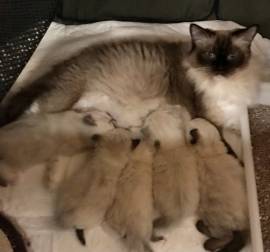 nuova cucciolata gattini RAGDOLL con pedigree
