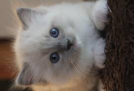 nuova cucciolata gattini RAGDOLL con pedigree