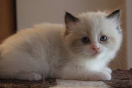 nuova cucciolata gattini RAGDOLL con pedigree