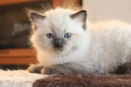 nuova cucciolata gattini RAGDOLL con pedigree