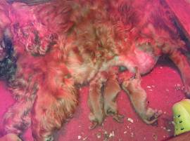 CUCCIOLI  COCKER SPANIEL FULVI 