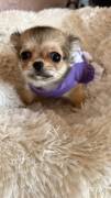 Chihuahua 