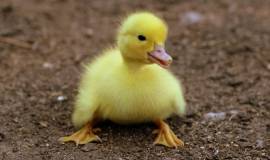Help the young and promising gentlema to start a project