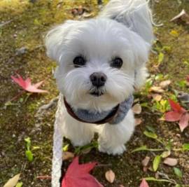 Regalo ALLEVAMENTO MALTESI TAGLIA MINI TOY Ho bellissimi cuccioli maltese pronti per loro nuove case