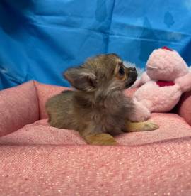 cucciola di Chihuahua fulvo pelo lungo femmina 