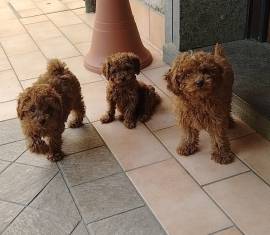 Cuccioli Barboncino 