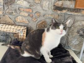 Dolcissima gatta Luci cerca adozione