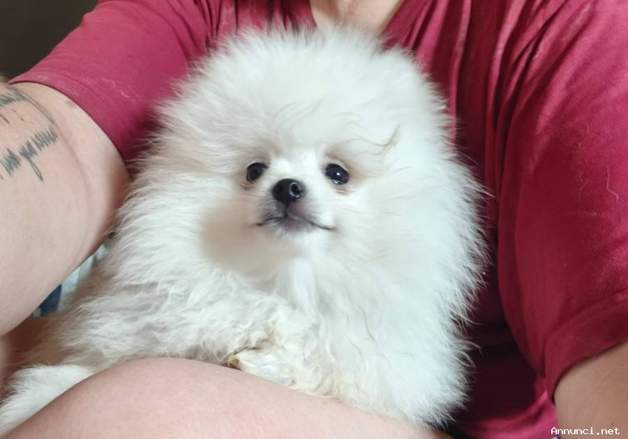 cuccioli di pomerania