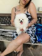 cuccioli di pomerania cuccioli di pomerania