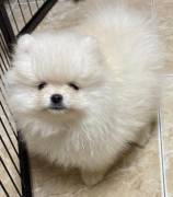 cuccioli di pomerania