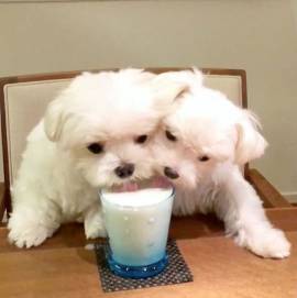 Cuccioli di maltese toy