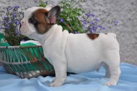 Adorabile Bulldog Francese con documenti