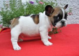 Adorabile Bulldog Francese con documenti