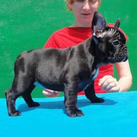 Adorabile Bulldog Francese con documenti