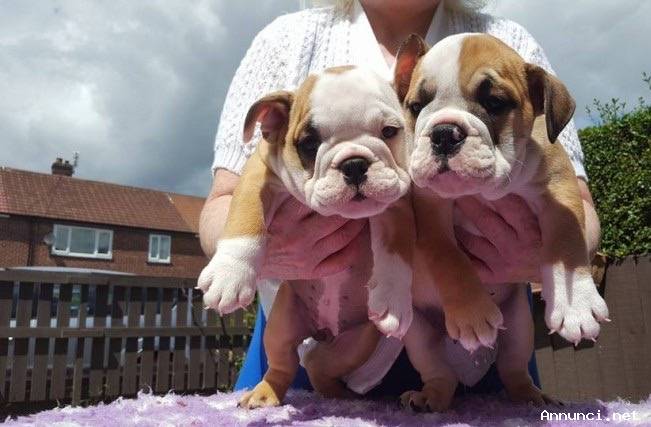 Cuccioli di Bulldog Inglese