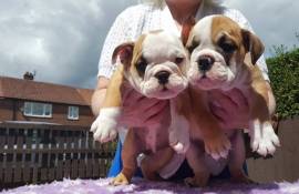 Cuccioli di Bulldog Inglese