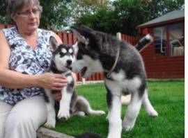 Cuccioli di Siberian Husky addestrati a casa disponibili