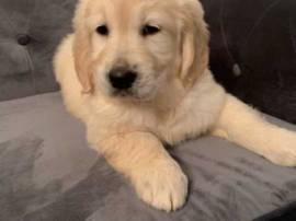 Cuccioli di Golden Retriever in cerca di adozione.