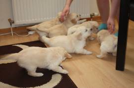 Cuccioli di Golden Retriever in cerca di adozione.