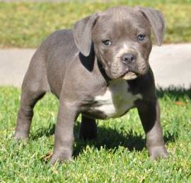 Cuccioli Blueline American Staffordshire Pitbull 