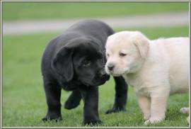 Labrador puppies