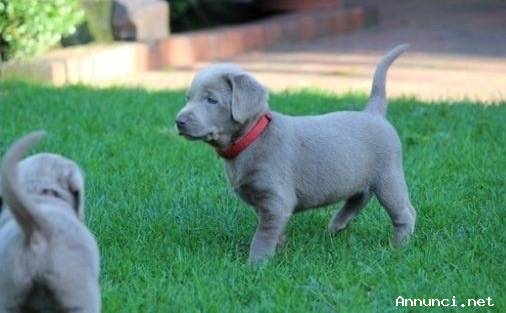 Labrador puppies