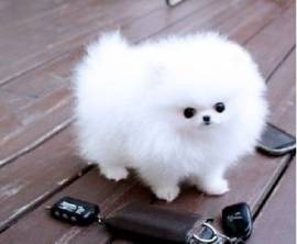 Pomerania di razza pura.