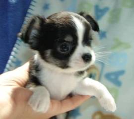 Cuccioli di Chihuahua maschi e femmine adorabili