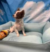 cucciolo di Chihuahua bianco e lilac pelo lungo maschio