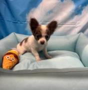 cucciolo di Chihuahua bianco e lilac pelo lungo maschio