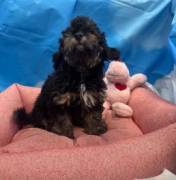 cucciola di Maltipoo nero focato femmina