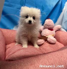 cucciola di Volpino di Pomerania bianco femmina