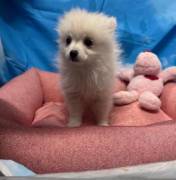 cucciola di Volpino di Pomerania bianco femmina