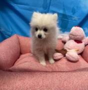 cucciola di Volpino di Pomerania bianco femmina