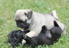 Bellissimi cuccioli di carlino con documenti