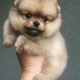 disponibili cucciolate di volpino spitz di pomerania 