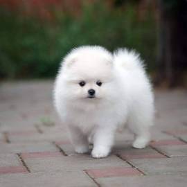 i nostri bellissimi cuccioli di spitz nano di pomerania