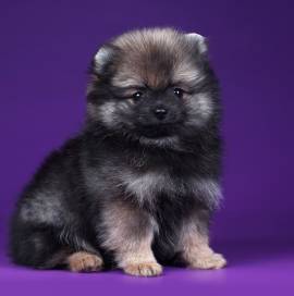 Adorabile cucciolo di Pomerania.