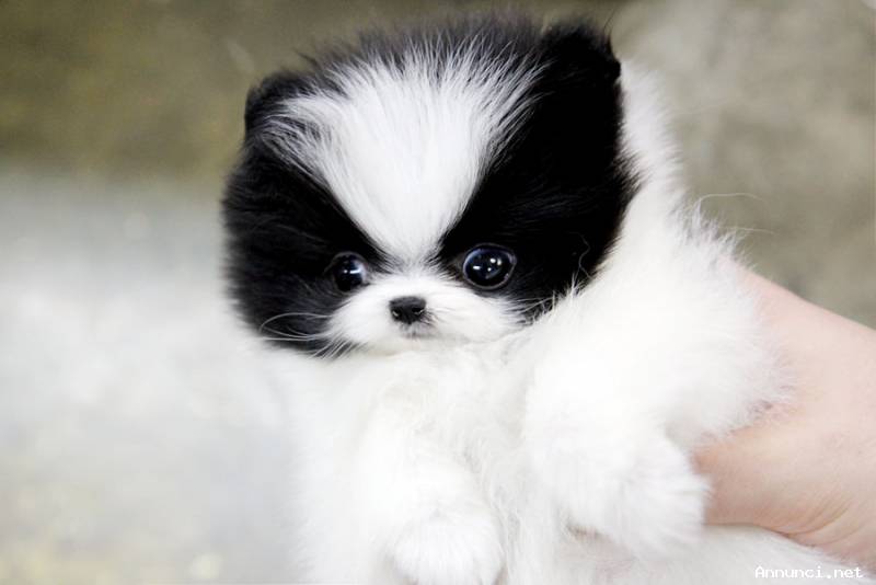 MINI cuccioli tipici della pomerania