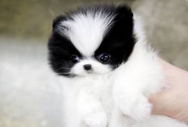 MINI cuccioli tipici della pomerania