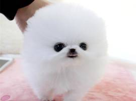 Fantastici cuccioli di Pomerania